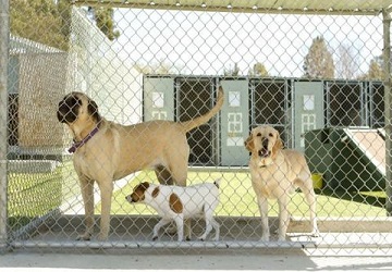 stables and Kennels